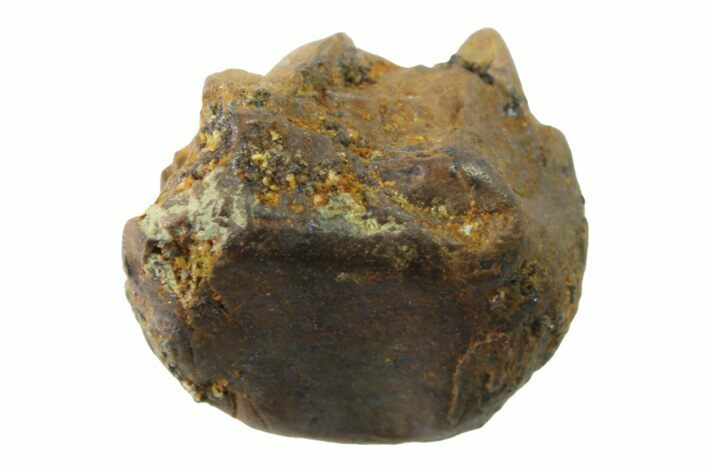 Fossil Dinosaur (Triceratops) Shed Tooth - Montana #339801